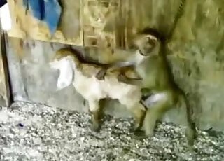 Zoo Sex Zoo