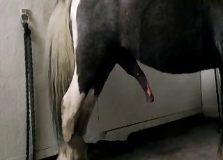 Hot zoophile gets humped hard from behind