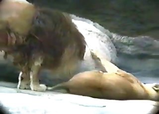 Lion
