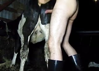 Cow