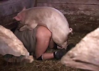 Pig