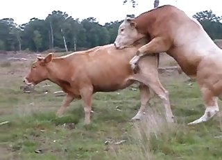 Bull