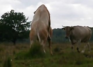Bull