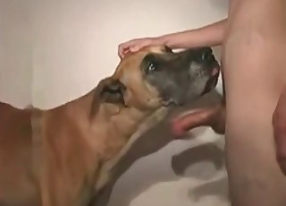 Puppy