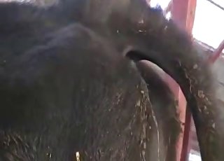 Cow