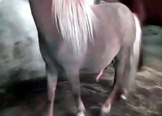 Pony
