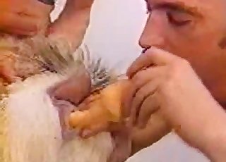 Goat