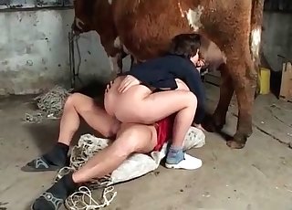 Cow