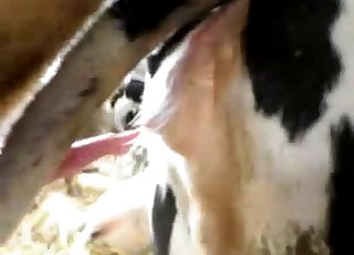 Cow