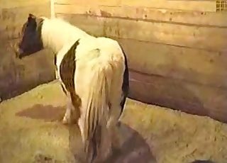 Pony