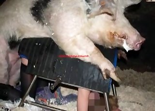 خنزير
