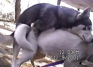 Husky
